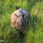 Introduction to Wildlife at Royal Chitwan National Park